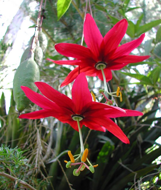 پاسیفلورا آنتیوکوئینسیس